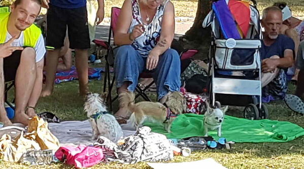 drei kleine weiße Hündchen mit Familie. junger Mann zeigt peace mit der Hand ✌️