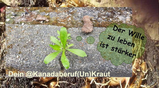 Kanadaberuf-Kraut wächst aus Beton neben Hundekot - Legende denkend: „Der Wille zu leben ist stärker".