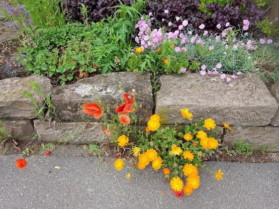 Ringelblume und Klatschmohn am Wegesrand vor Steinmauer.